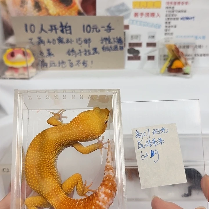 豹纹守宫高CT阳光，成体弟弟62g