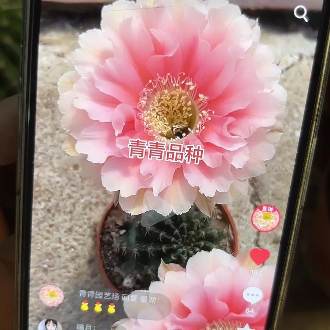 彩草珊瑚3.5-4公分侧牙