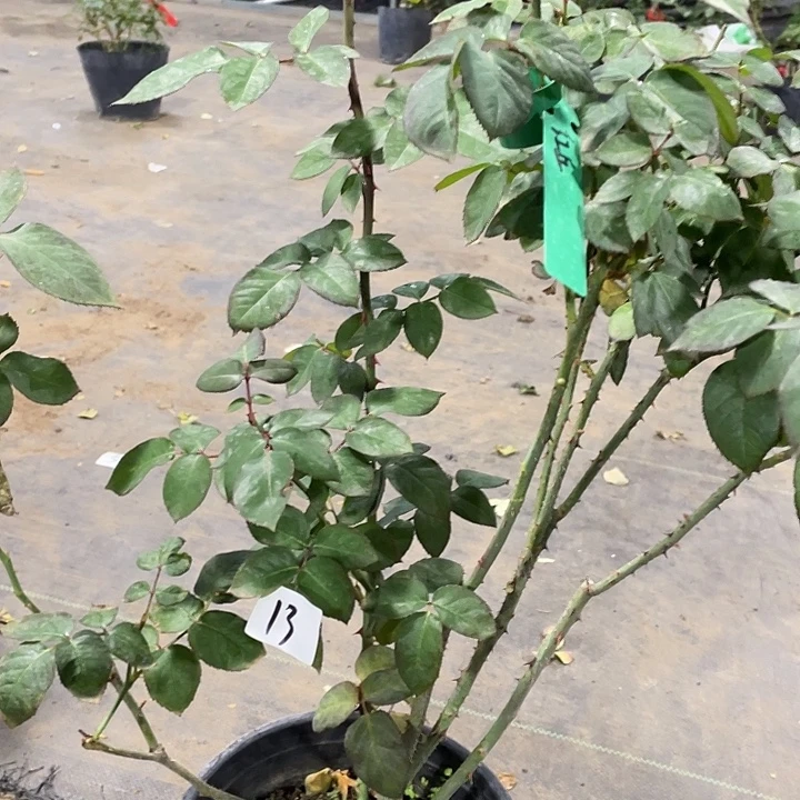 当前无花朵，栽培后可花朵13红丘