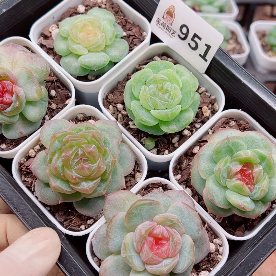 小***2多肉植物多肉植物