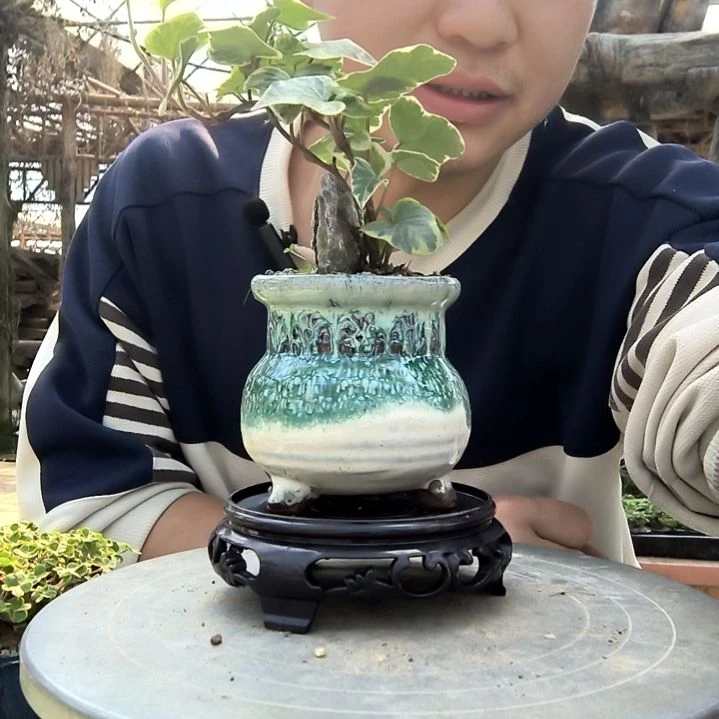 如****意小盆景小植物一物一拍153