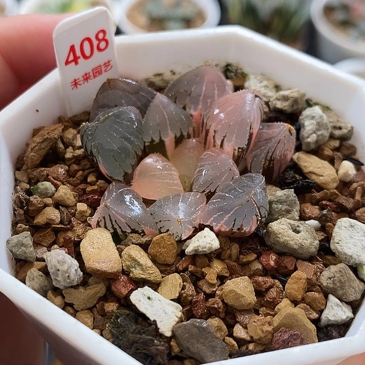 408糯玉露锦一物一拍