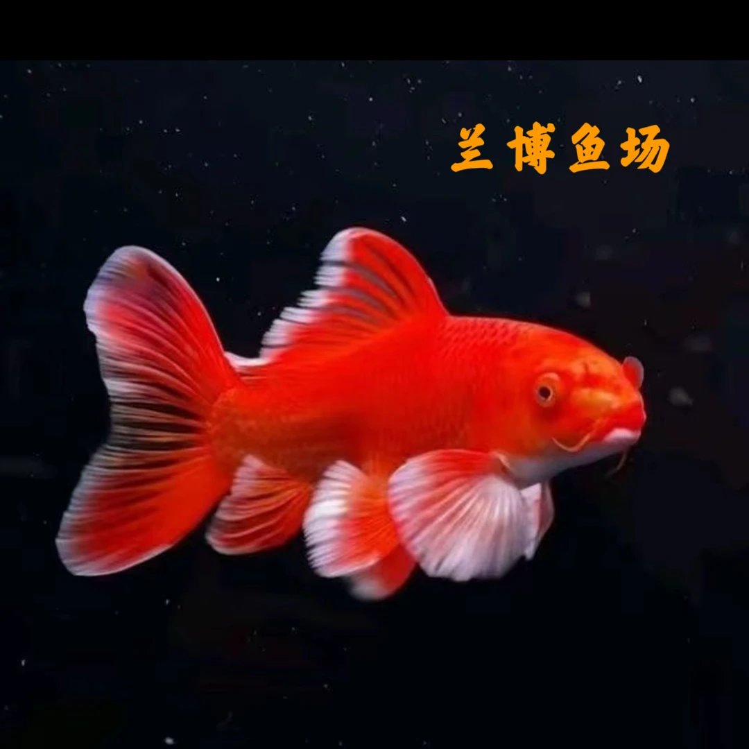 台湾纯种红蝴蝶活体观赏鱼冷水淡水鱼好养耐活适合家庭鱼缸