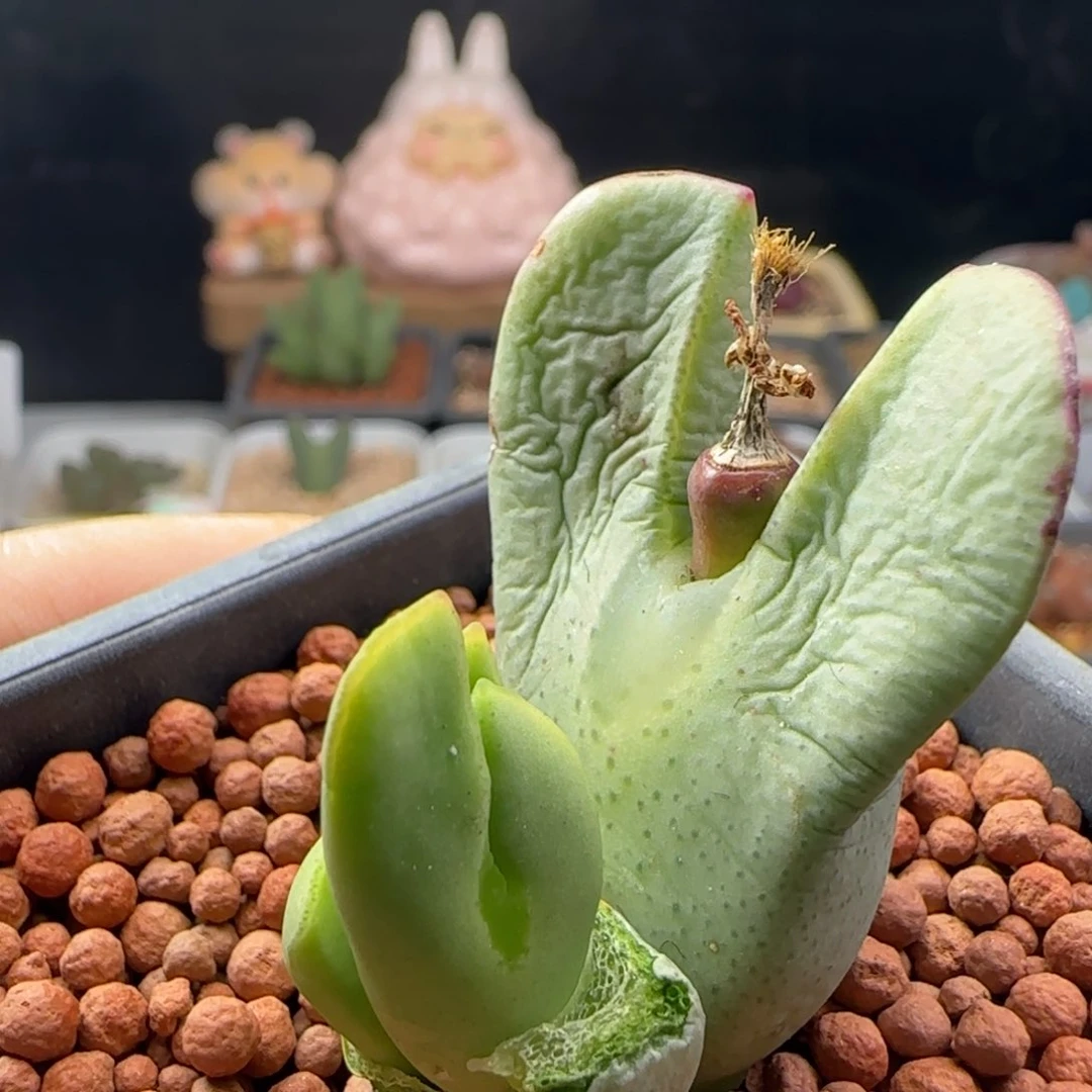 2.8.27/红边少将/奔奔