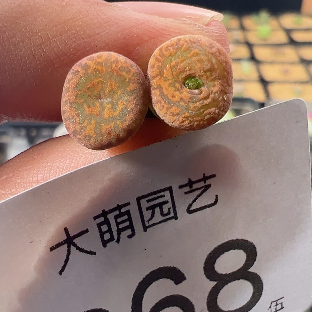 一物一拍。   朱雀勋章 968