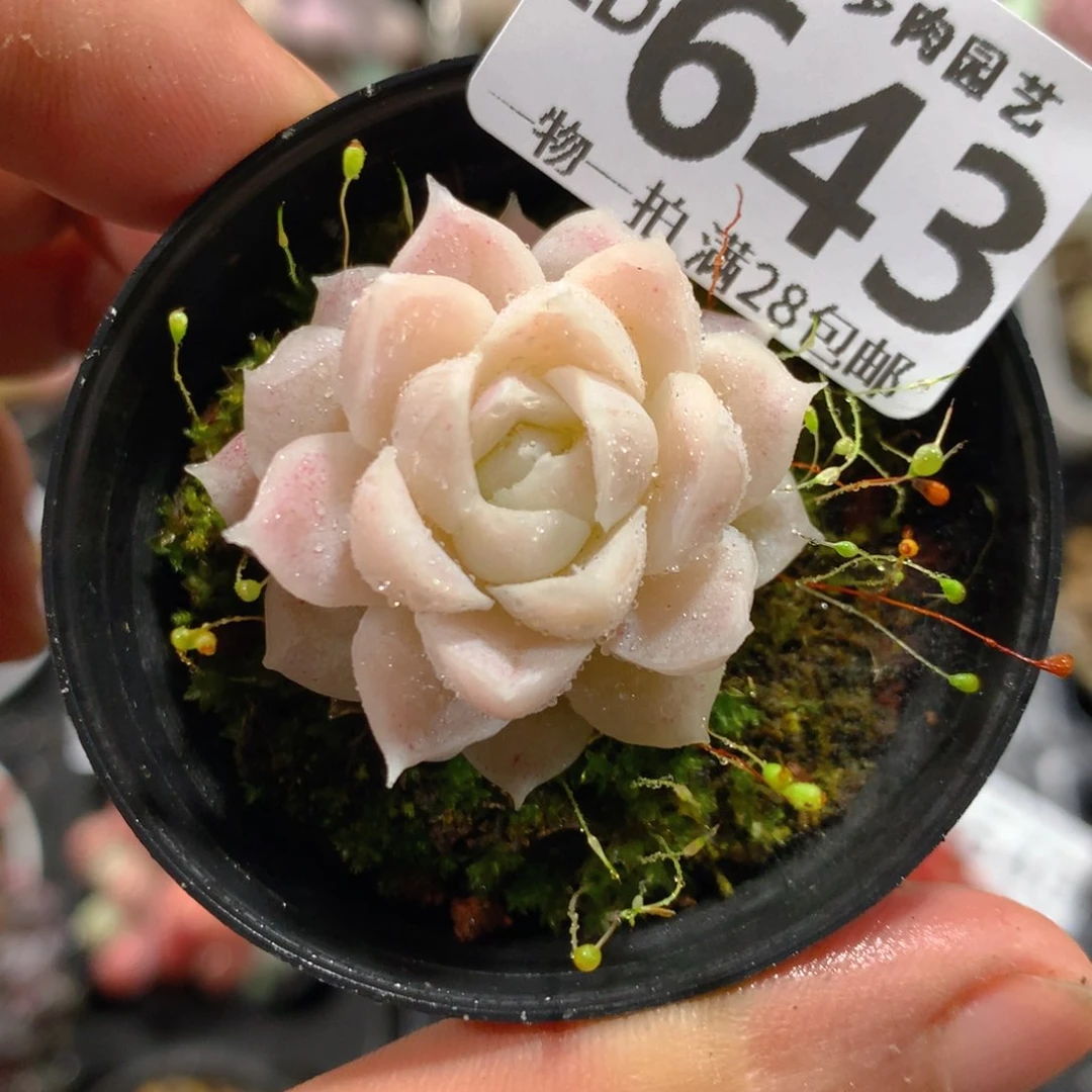 5CM拇指盆精控多肉ZD643