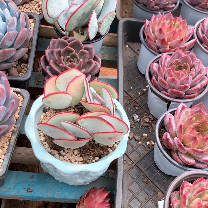 日系白眉4颗带盆土两单包邮