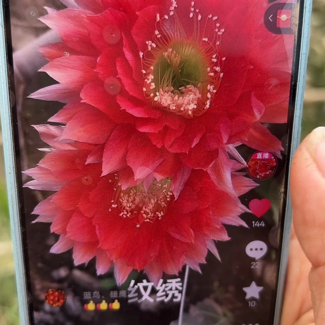 纹绣无根侧牙四五公分