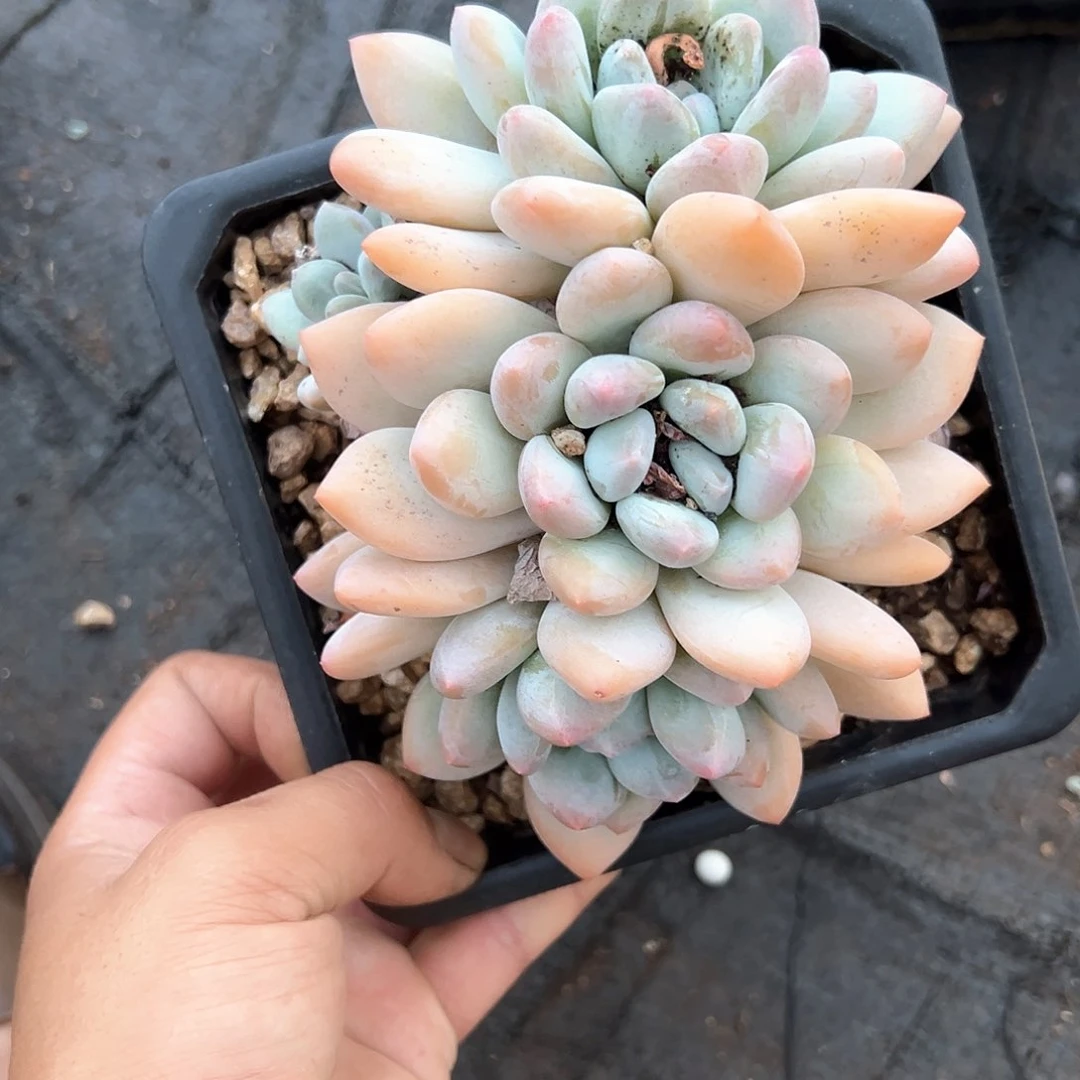 上**猫多肉植物一物一拍