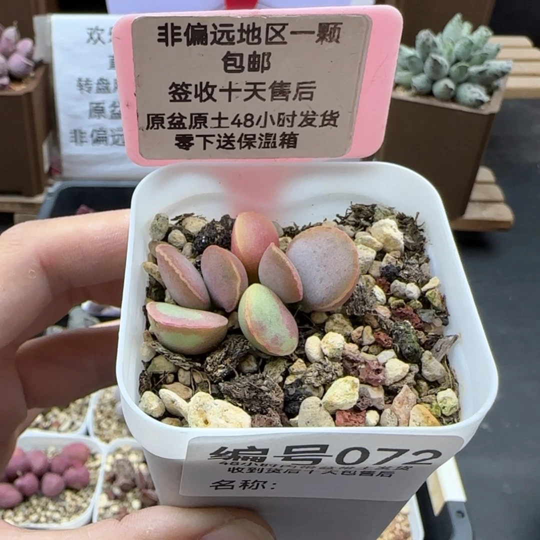 072瑶光多肉植物