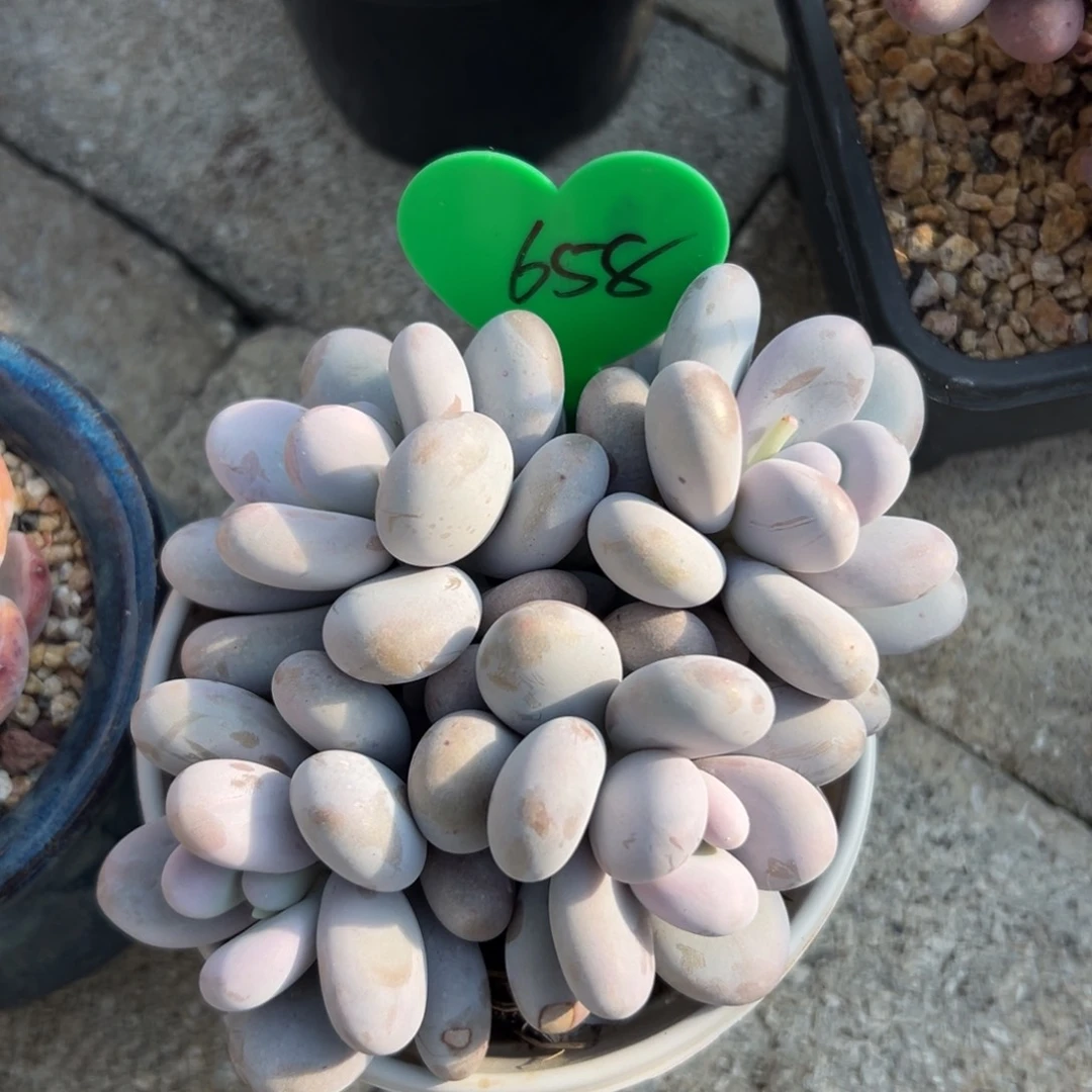 苗*姐多肉植物一物一拍