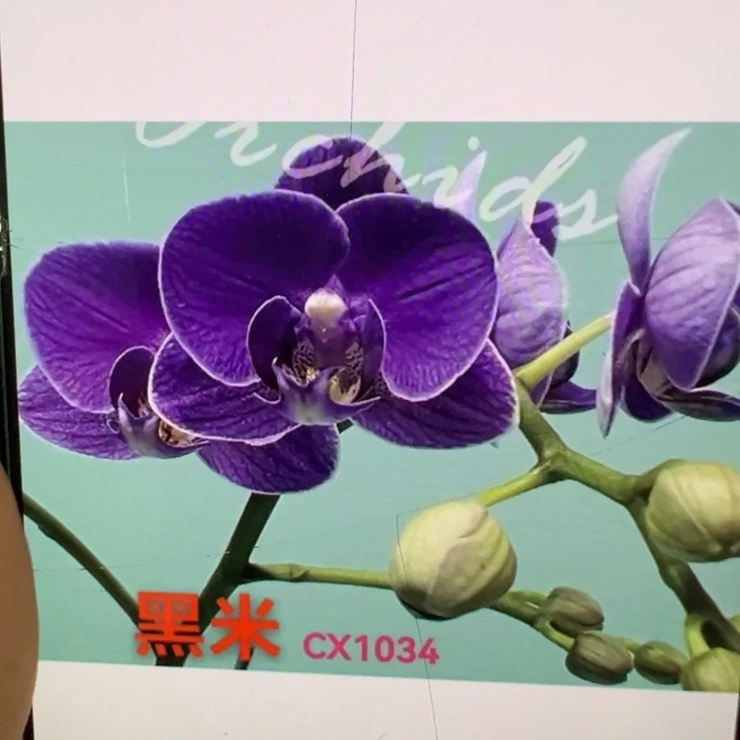 当前无花栽培后可以开花黑米新苗凑单发货一颗不发货
