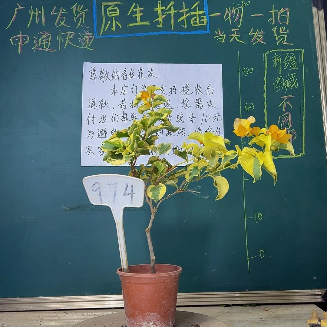 当前无花栽培后可以开花   金边黄  974