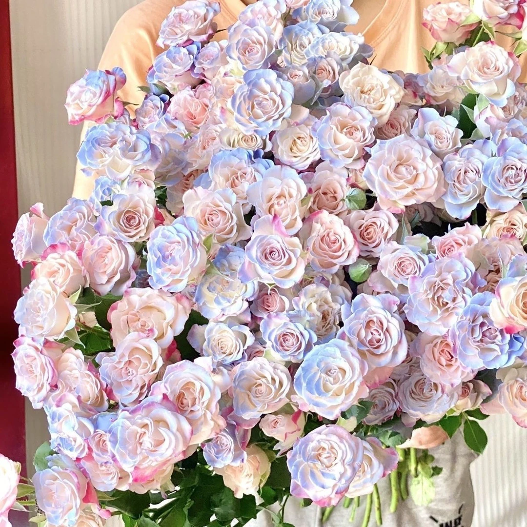 【之桃花卉】碎冰蓝折射多头玫瑰 网红花束 云南昆明斗南发货