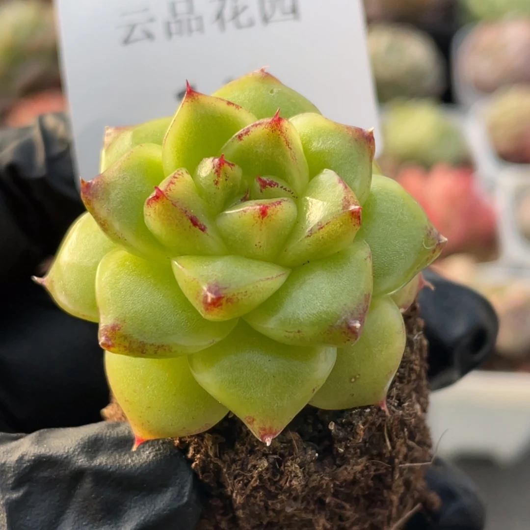 148号糖心冰心珍妮 太阳花珍妮