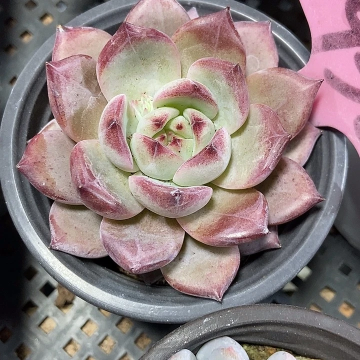 多肉植物夜魔侠938