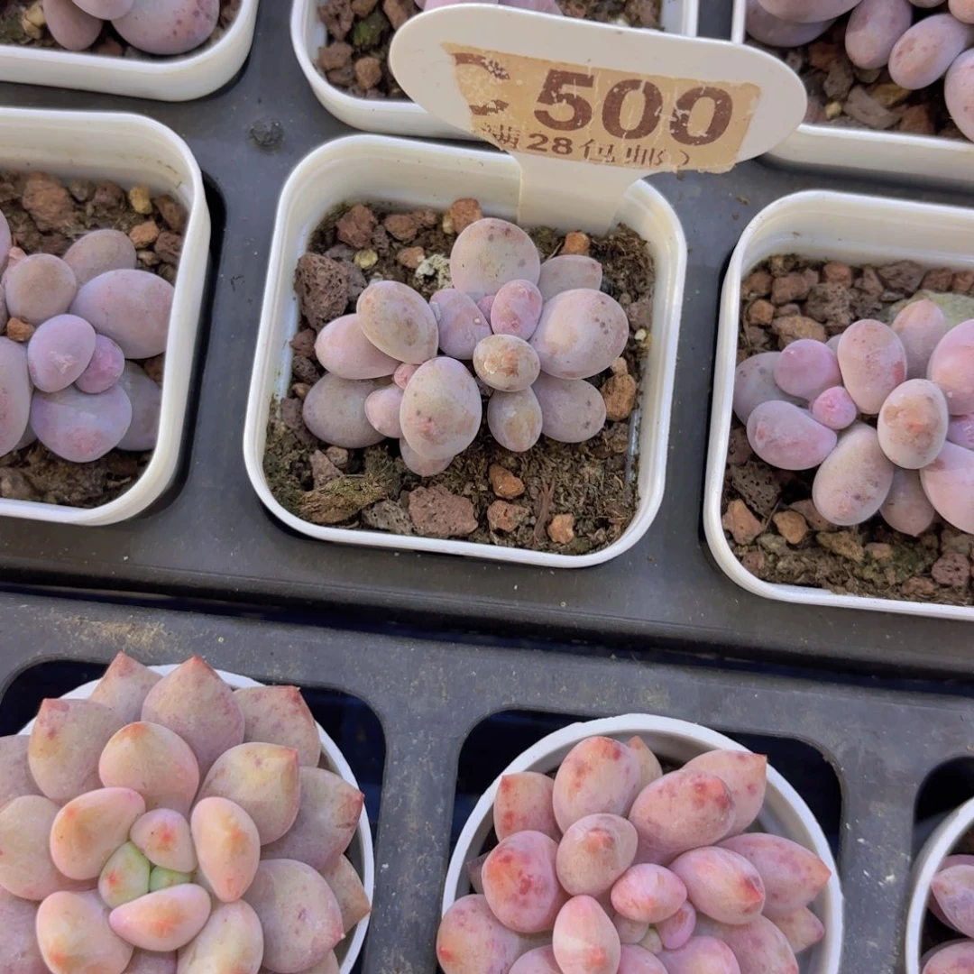 C500蛋黄奶一物一拍