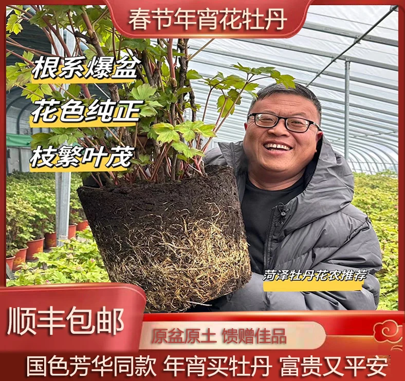 老盆牡丹年宵花国色芳华同款牡丹原盆原土带花苞发货基地定制