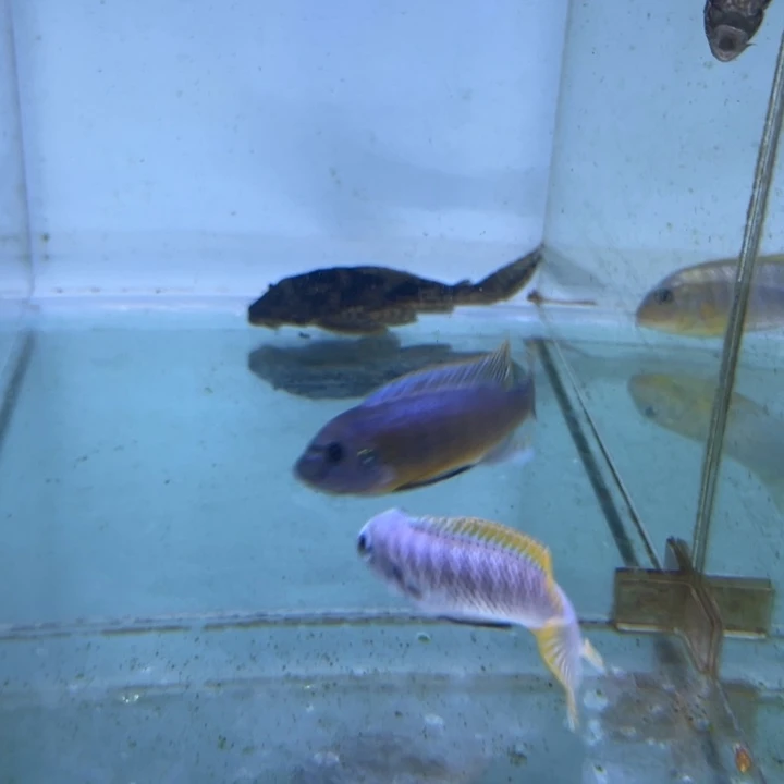 慈鲷鱼三湖慈鲷，热带淡水鱼