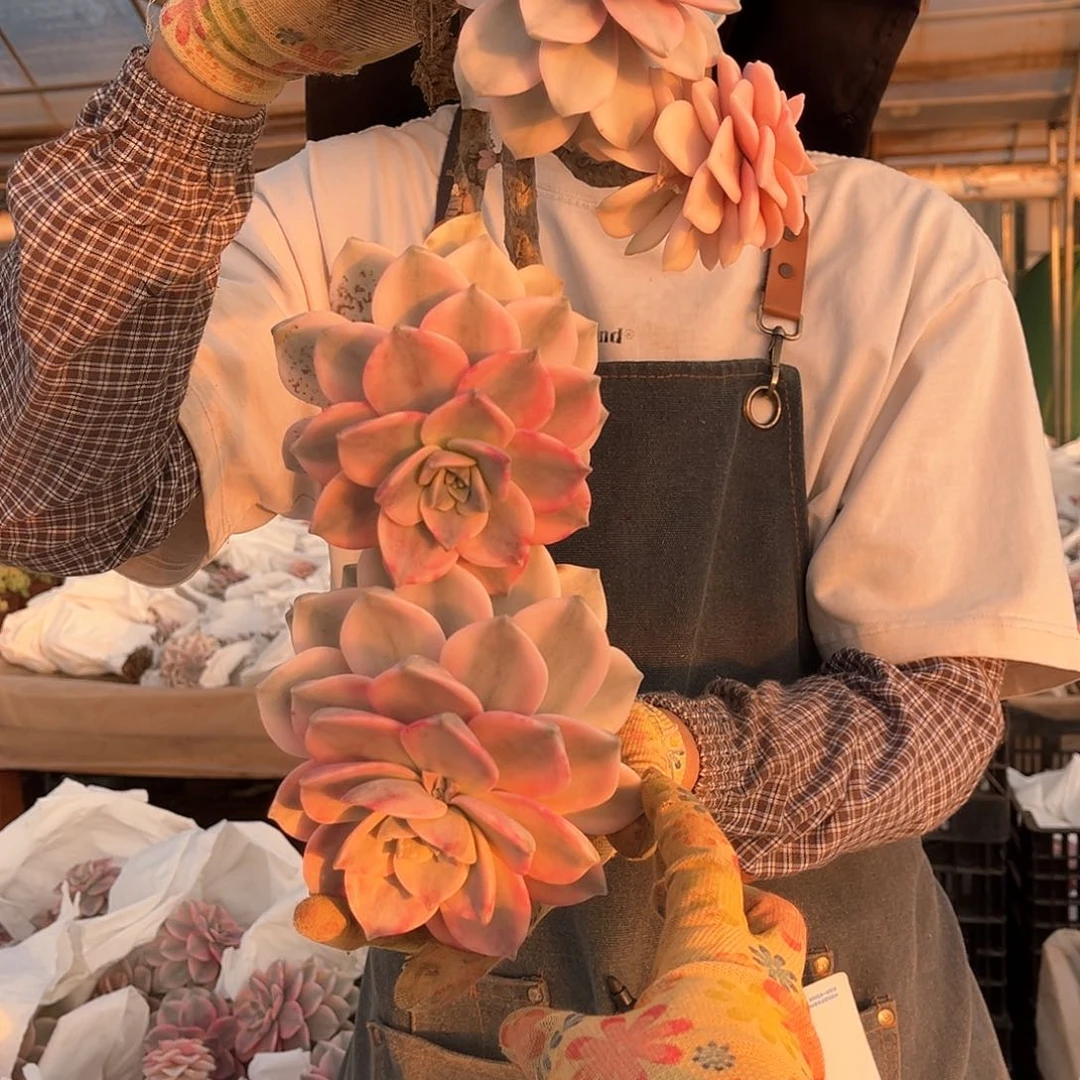 小***?多肉植物紫乐景08