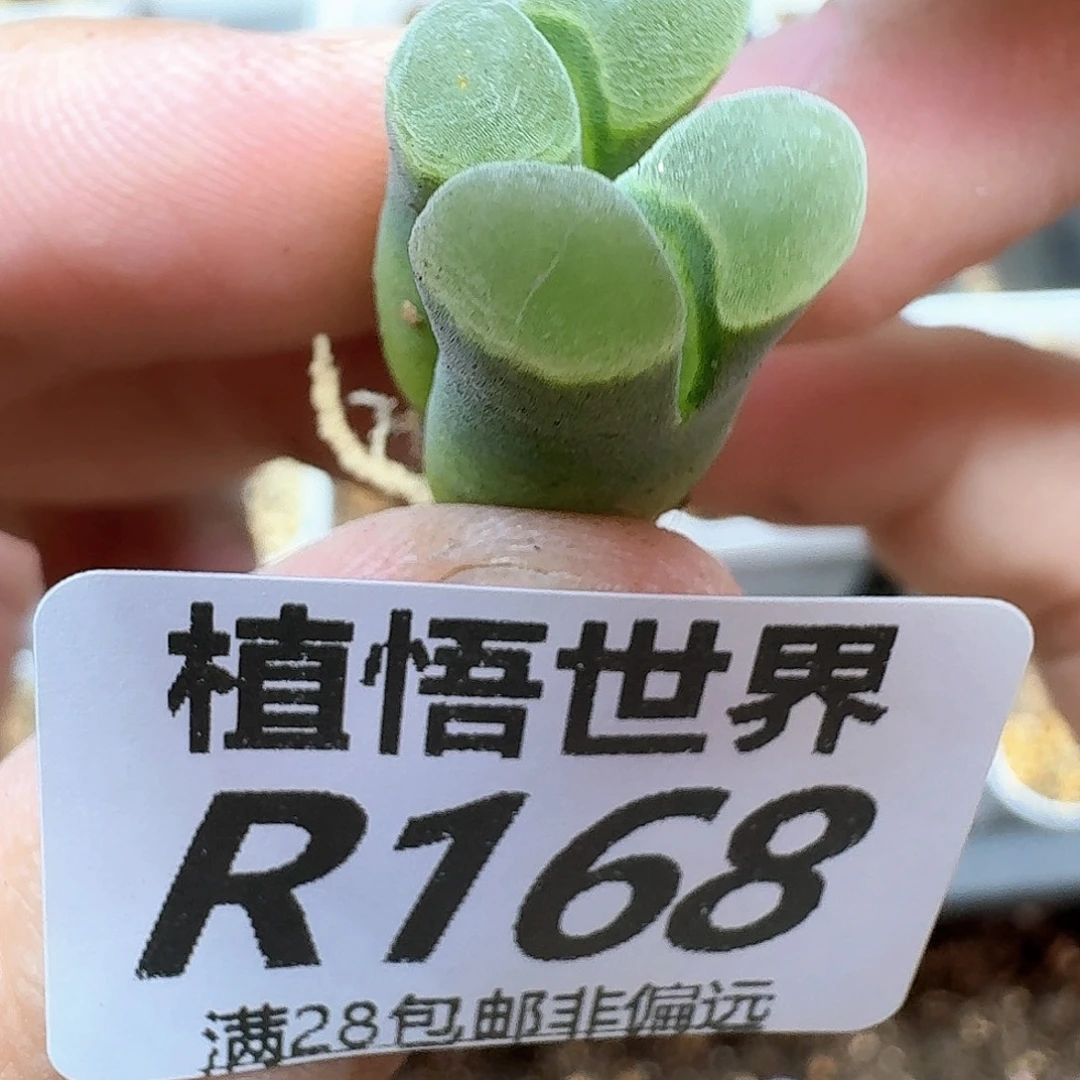 多肉植物的润泽ef