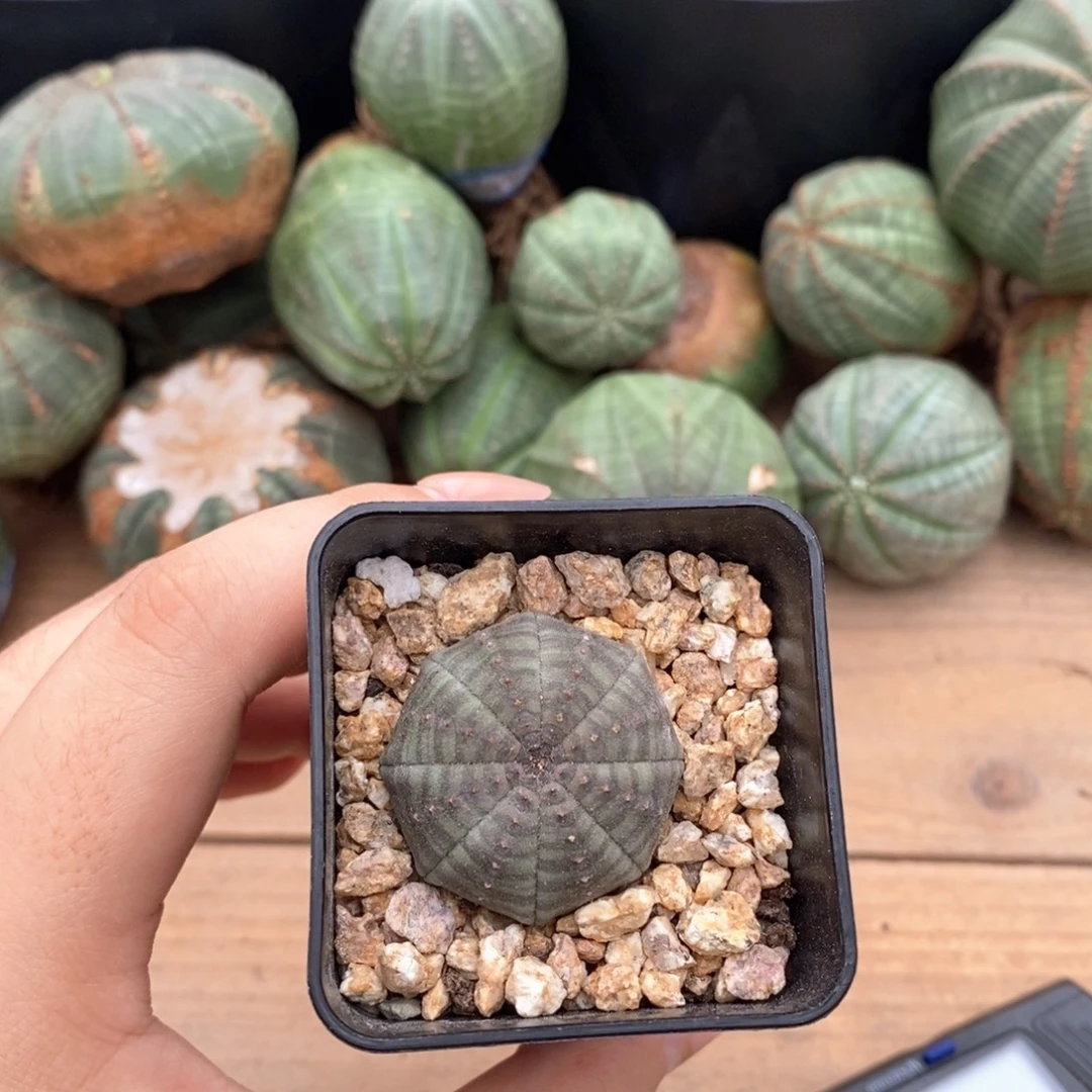2欧系实生布纹球 一物一拍