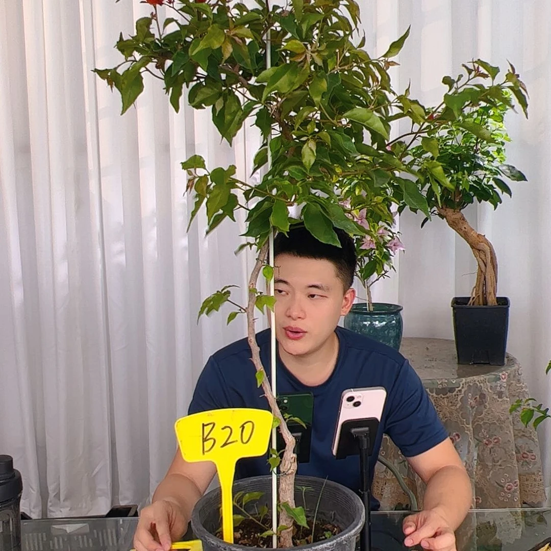 当前无花栽培后可以开花用****1红桑巴B20