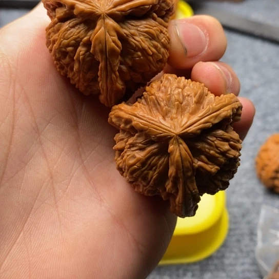 吹****?白狮子三棱1111