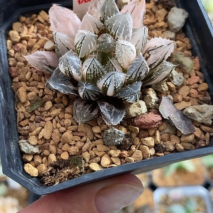 382楼兰玉露锦一物一拍