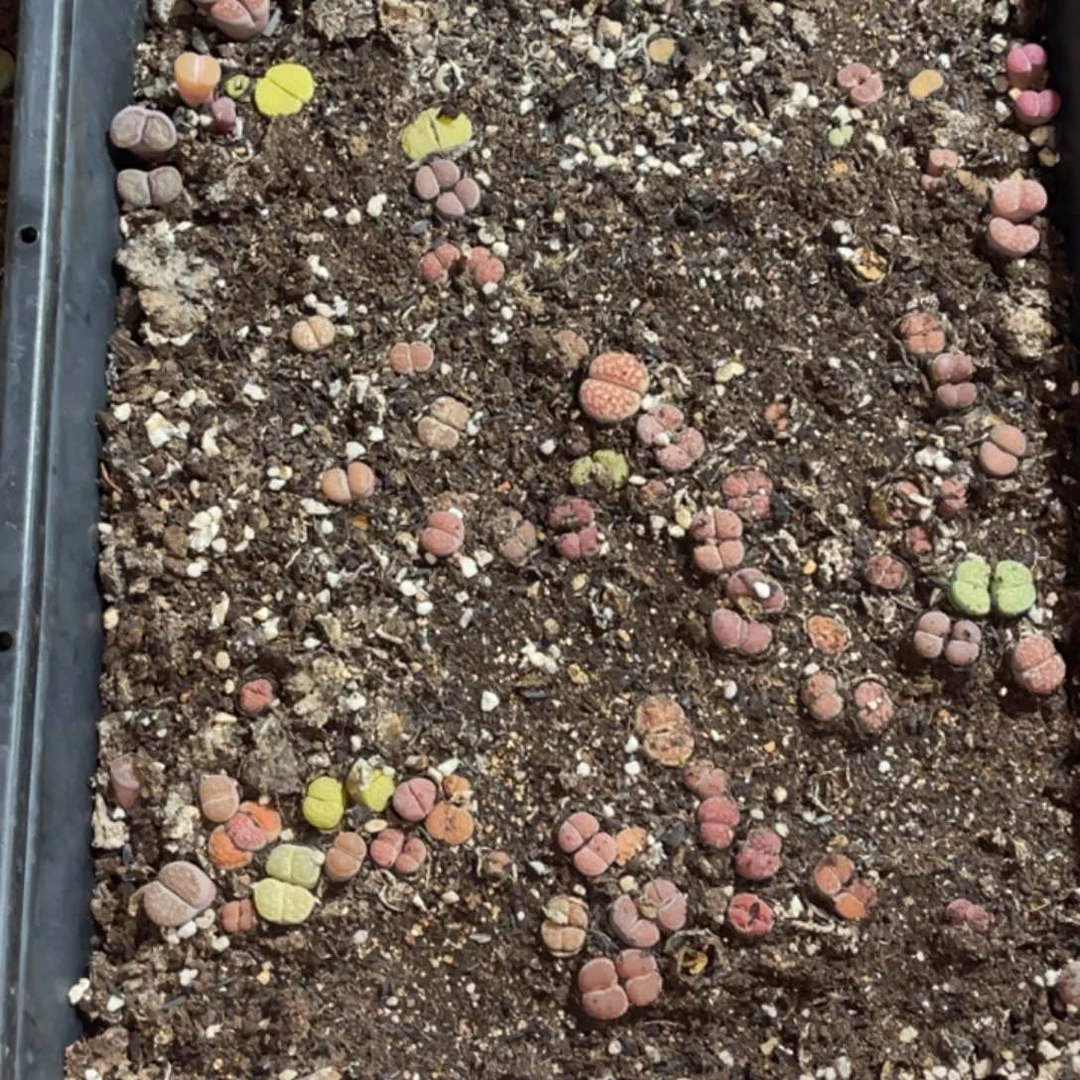 西***柚3239福利筐1不售后