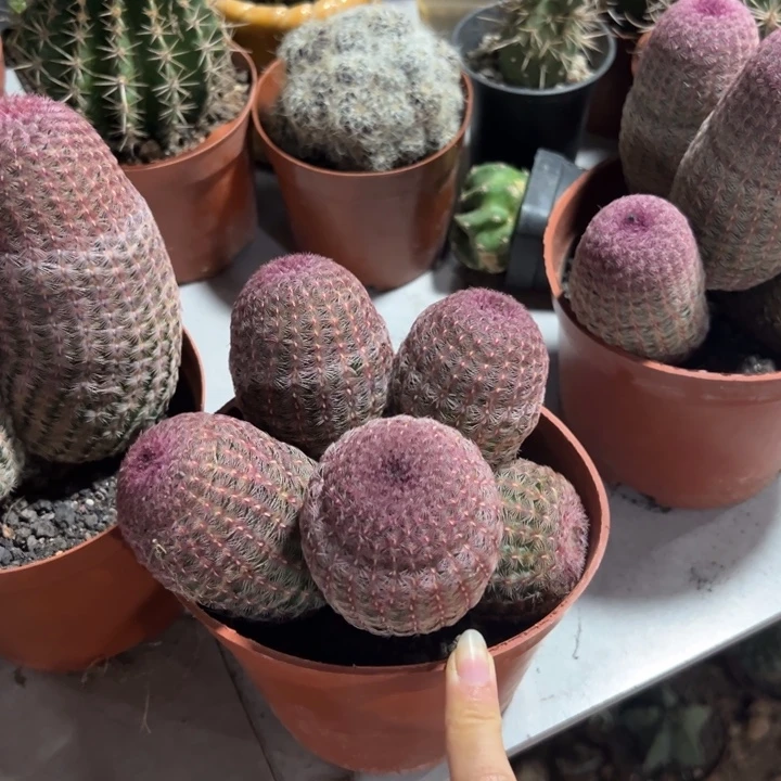 妳***吉祥如意是什么神仙画