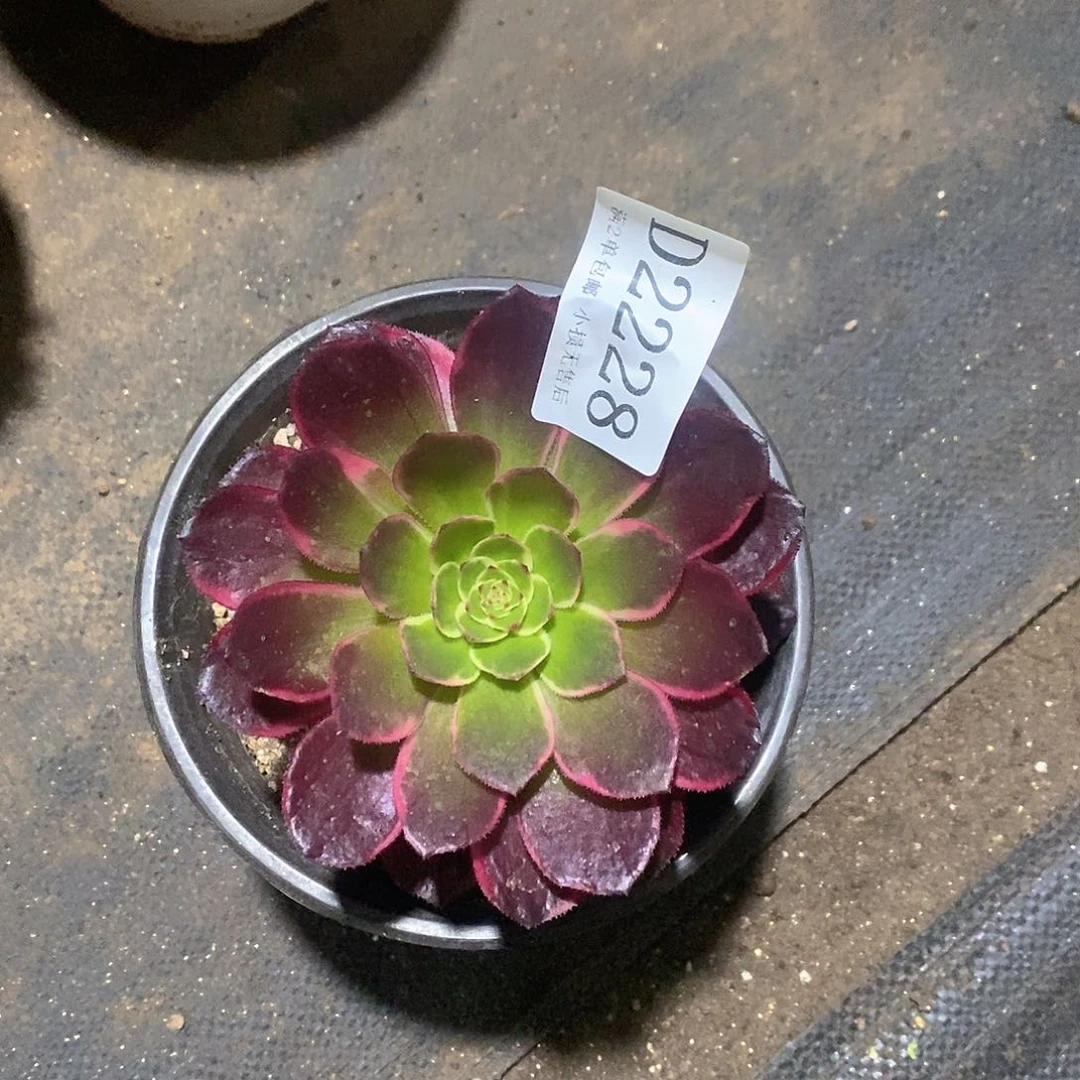 2228云荷多肉法师锦