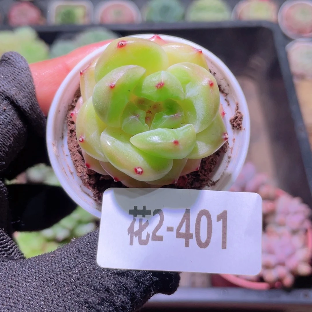 花利美2-401新品