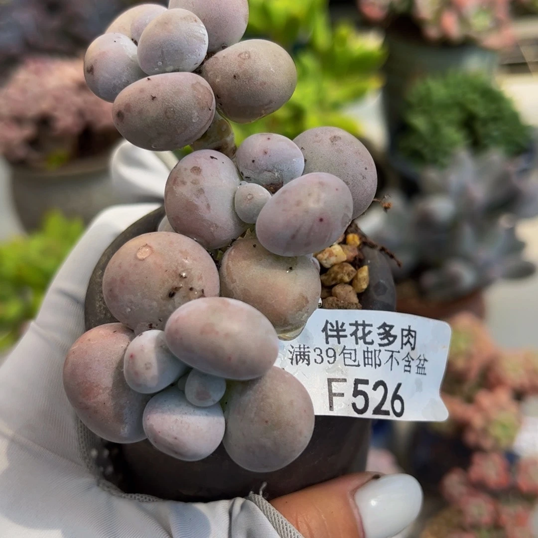 526-芭比奶多肉6cm