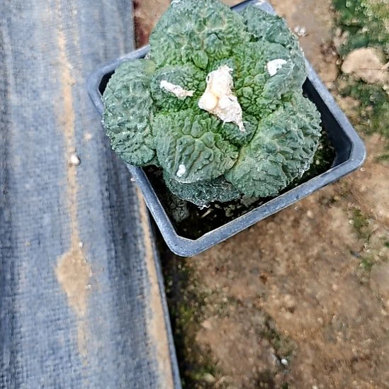 花友专拍一物一拍