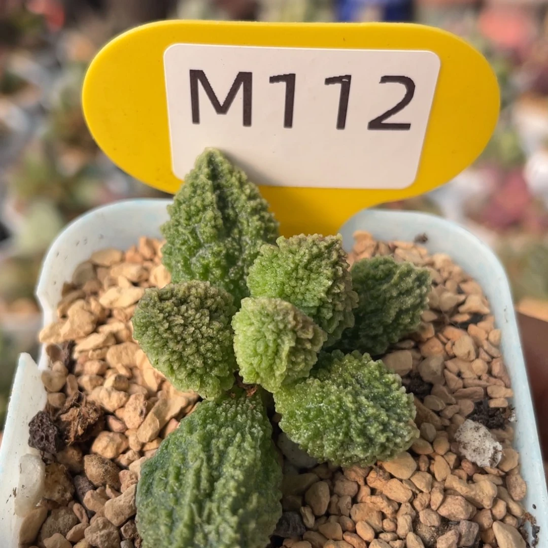 翠绿石。  M112。