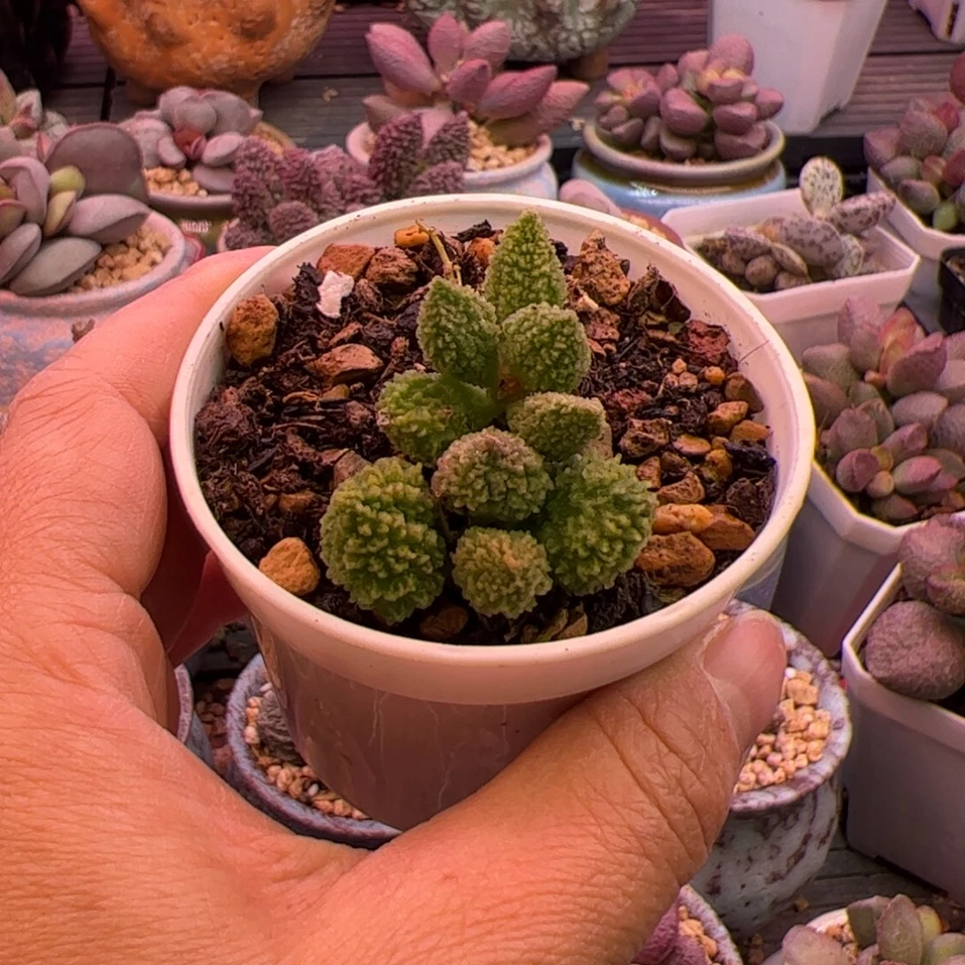 浅***然翠绿石。