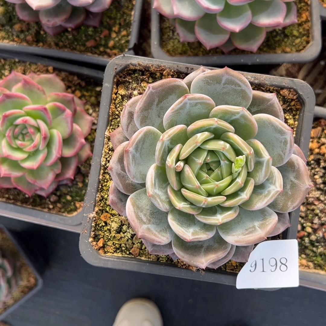 我****化9198肉肉肉肉肉肉