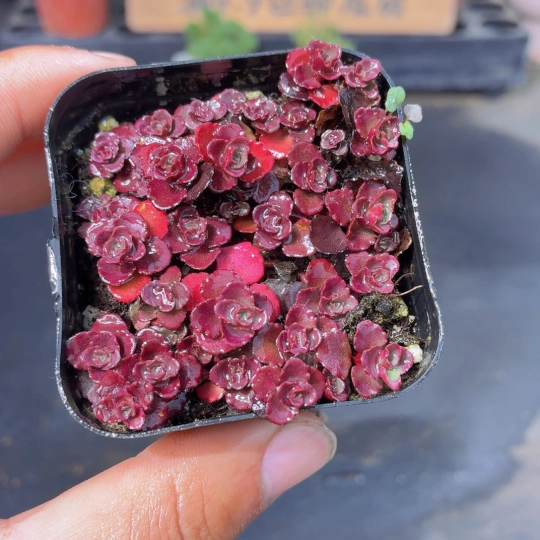 小球玫瑰多肉9.9包邮发货