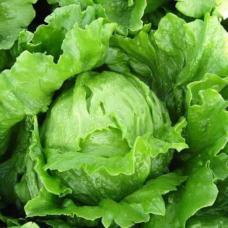 【全店满6包包邮】结球生菜种子