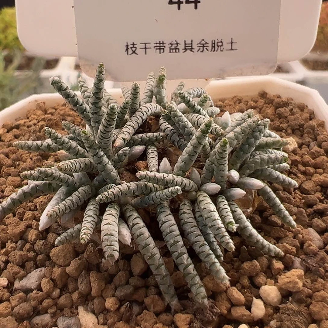 44号韧锦12.8多肉