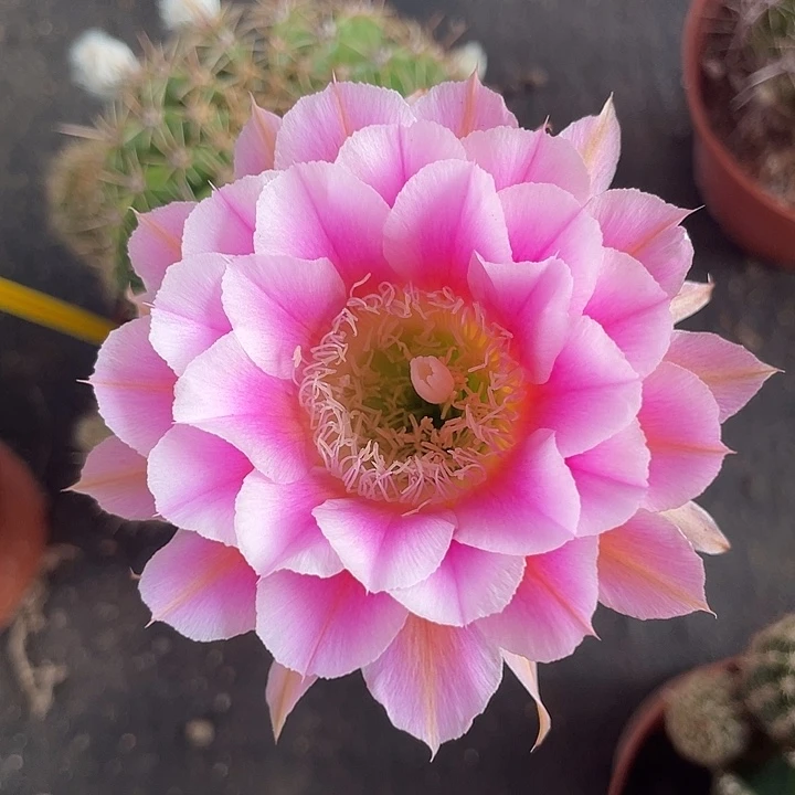 65号大球摘花脱土