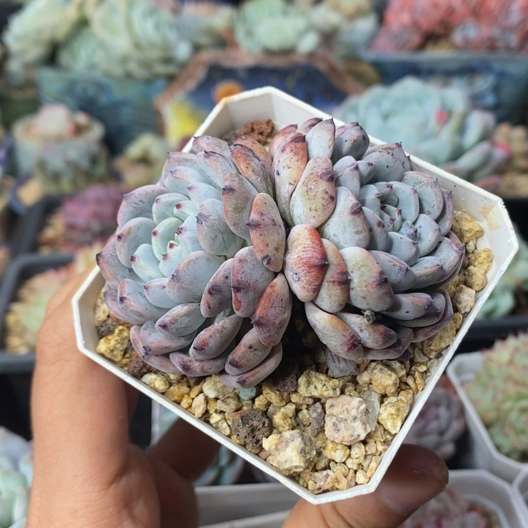 比安特雪爪双头清棚