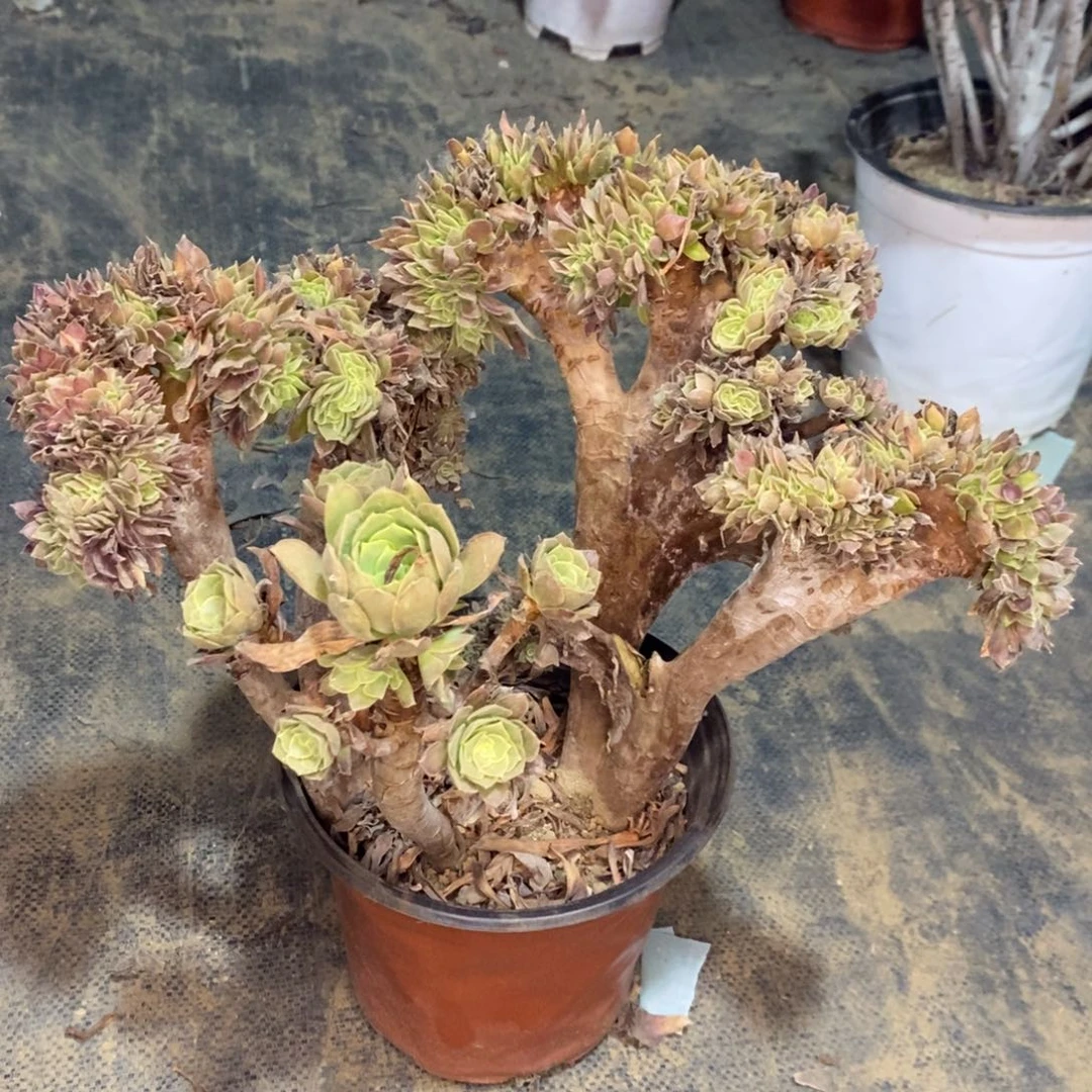 娜迦缀多肉植物009