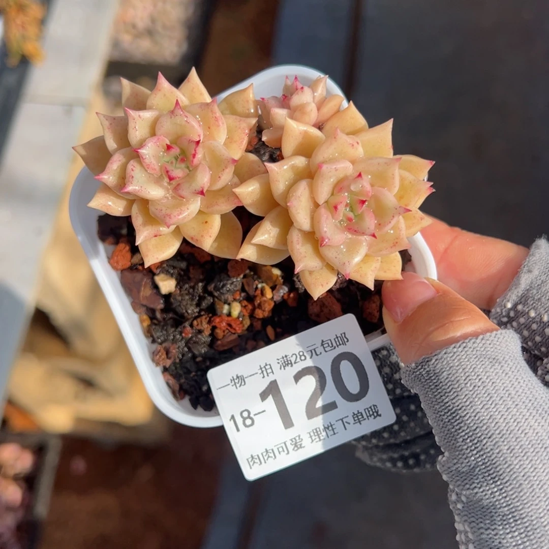 黄金璀璨多肉多肉多肉多肉