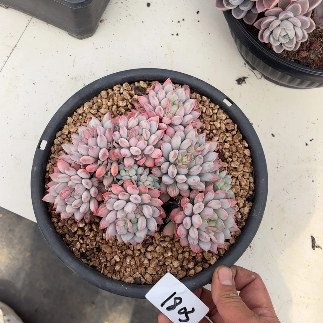 1803明珠美人多肉植物