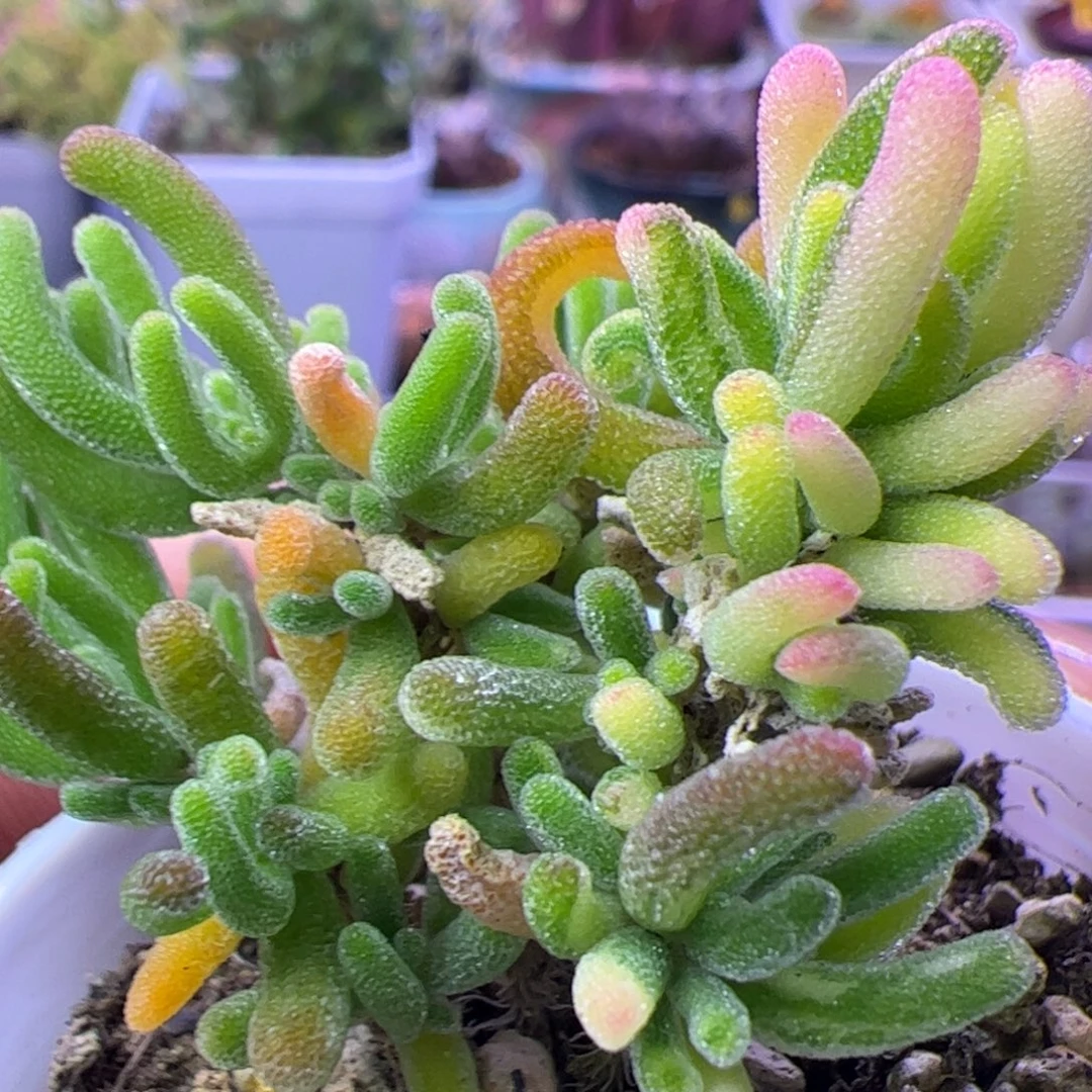 多肉植物枝干荧光兔锦