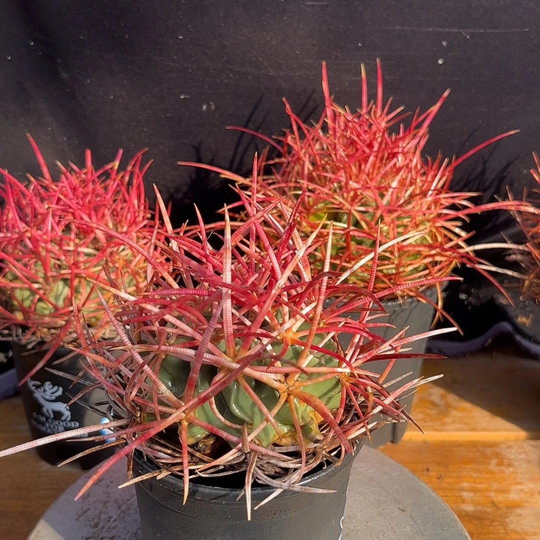 汤圆植物大龙冠原价138