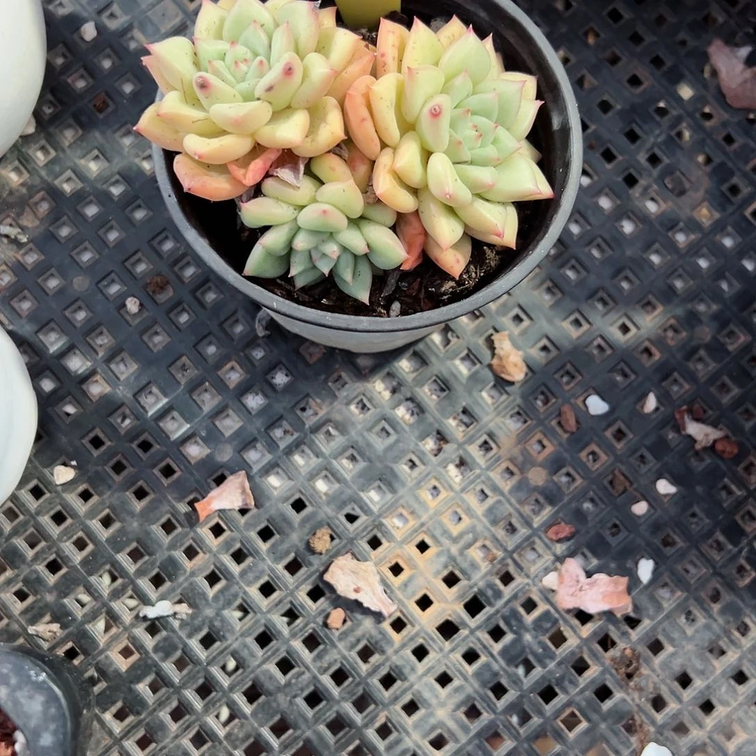 175黄金象牙十八包邮