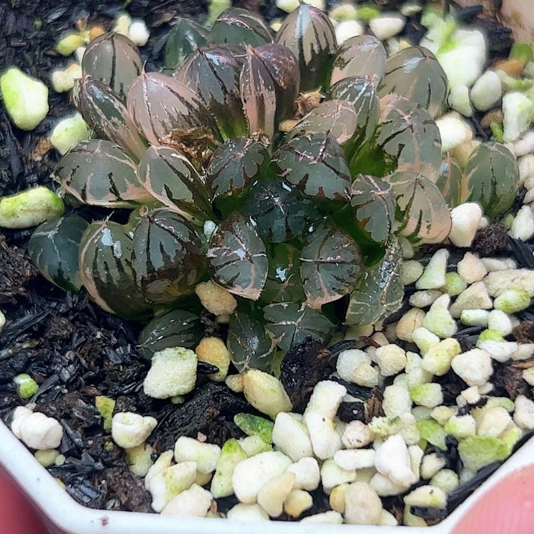 实生玉露锦十二卷多肉植物